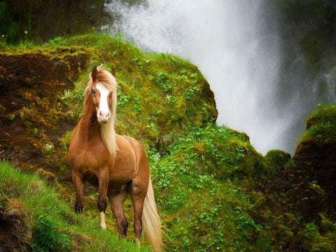 Collection of Horses I Black Ornate Wood Framed Art Print with Double Matting by PHBurchett