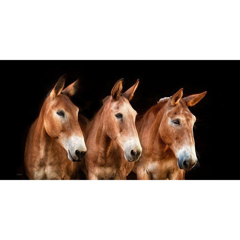 Collection of Horses IV Black Modern Wood Framed Art Print with Double Matting by PHBurchett