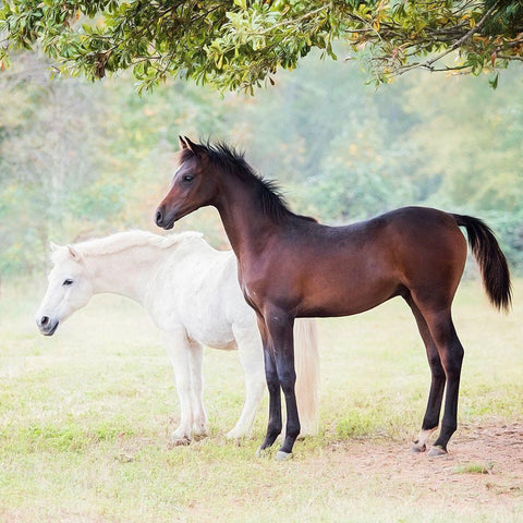 Collection of Horses VII White Modern Wood Framed Art Print by PHBurchett