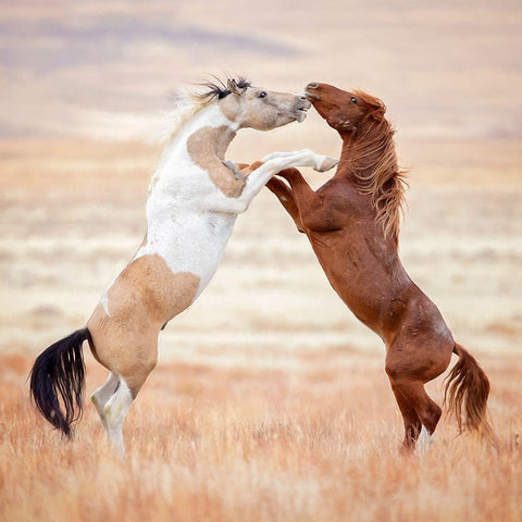 Collection of Horses VIII Gold Ornate Wood Framed Art Print with Double Matting by PHBurchett