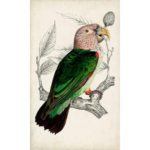 Antique Parrot Pair I White Modern Wood Framed Art Print by Unknown