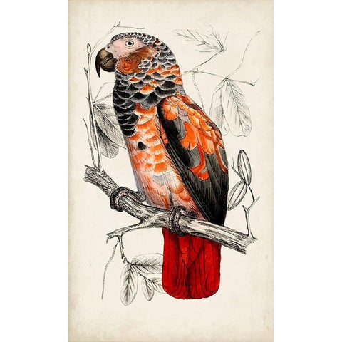 Antique Parrot Pair II White Modern Wood Framed Art Print by Unknown