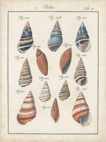Antique Shell Pair I White Modern Wood Framed Art Print with Double Matting by Deseve, Jacques