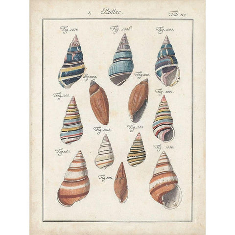 Antique Shell Pair I Black Modern Wood Framed Art Print by Deseve, Jacques
