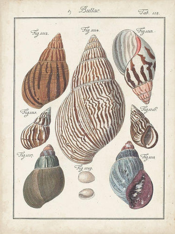 Antique Shell Pair II White Modern Wood Framed Art Print with Double Matting by Deseve, Jacques
