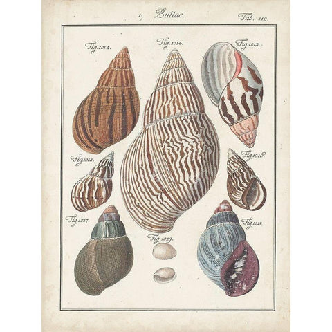 Antique Shell Pair II White Modern Wood Framed Art Print by Deseve, Jacques