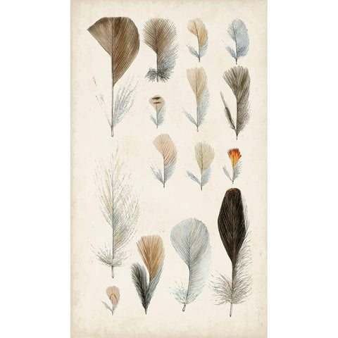 Antique Bird Feathers I Gold Ornate Wood Framed Art Print with Double Matting by Unknown