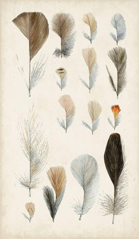 Antique Bird Feathers I Black Ornate Wood Framed Art Print with Double Matting by Unknown