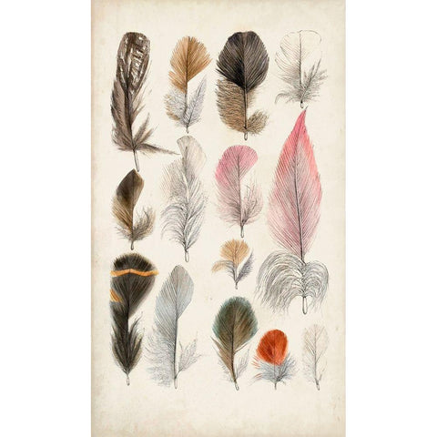 Antique Bird Feathers III White Modern Wood Framed Art Print by Unknown