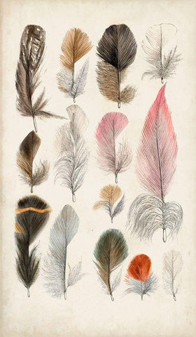 Antique Bird Feathers III Black Ornate Wood Framed Art Print with Double Matting by Unknown