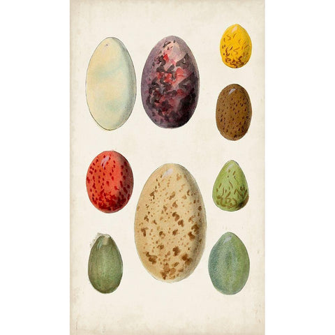 Antique Bird Eggs I Gold Ornate Wood Framed Art Print with Double Matting by Unknown