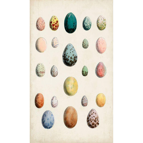 Antique Bird Eggs II Gold Ornate Wood Framed Art Print with Double Matting by Unknown