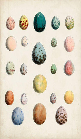 Antique Bird Eggs II Black Ornate Wood Framed Art Print with Double Matting by Unknown