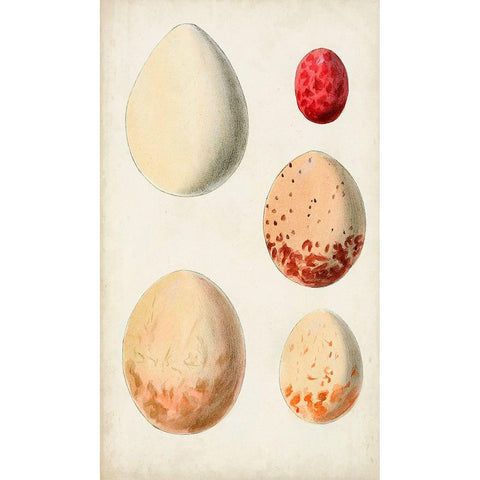 Antique Bird Eggs III Black Modern Wood Framed Art Print with Double Matting by Unknown