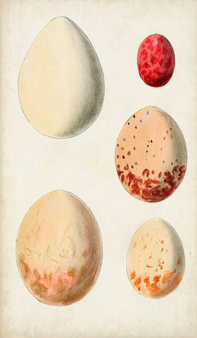 Antique Bird Eggs III White Modern Wood Framed Art Print with Double Matting by Unknown