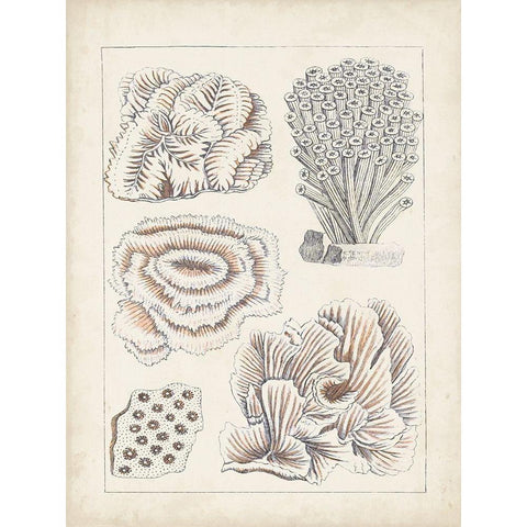 Antique White Coral I Gold Ornate Wood Framed Art Print with Double Matting by Vision Studio