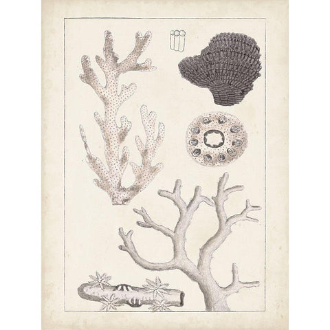 Antique White Coral II Black Modern Wood Framed Art Print with Double Matting by Vision Studio