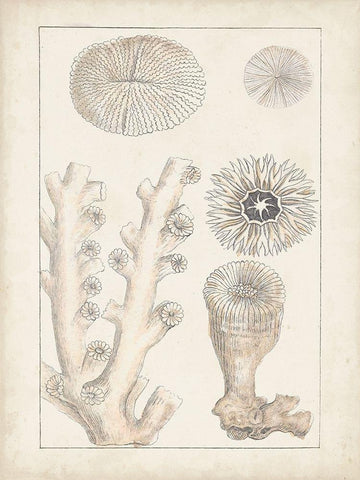 Antique White Coral III Black Ornate Wood Framed Art Print with Double Matting by Vision Studio