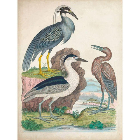 Antique Heron and Waterbirds I Black Modern Wood Framed Art Print with Double Matting by Unknown