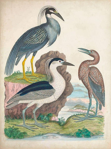 Antique Heron and Waterbirds I White Modern Wood Framed Art Print with Double Matting by Unknown