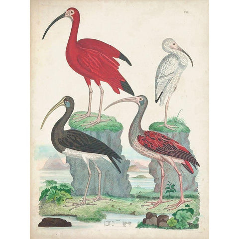 Antique Heron and Waterbirds II Gold Ornate Wood Framed Art Print with Double Matting by Unknown