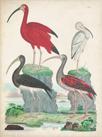 Antique Heron and Waterbirds II Black Ornate Wood Framed Art Print with Double Matting by Unknown