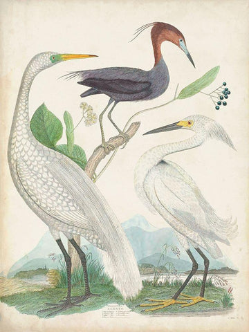 Antique Heron and Waterbirds III White Modern Wood Framed Art Print with Double Matting by Unknown