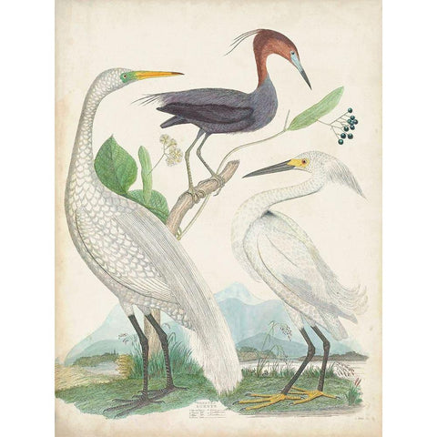 Antique Heron and Waterbirds III Gold Ornate Wood Framed Art Print with Double Matting by Unknown