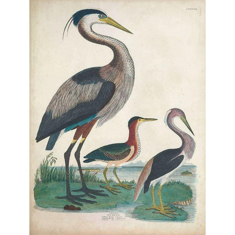 Antique Heron and Waterbirds IV Gold Ornate Wood Framed Art Print with Double Matting by Unknown