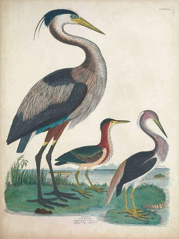 Antique Heron and Waterbirds IV White Modern Wood Framed Art Print with Double Matting by Unknown