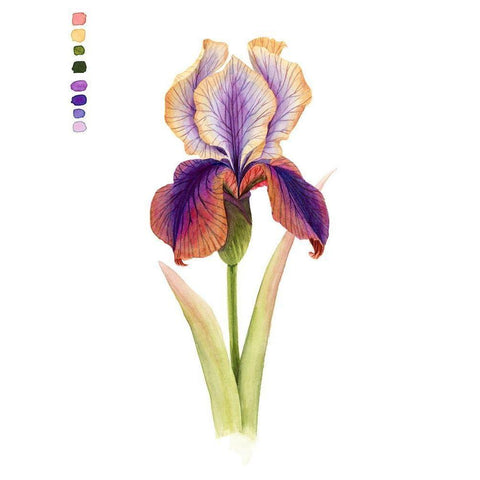Rainbow Iris I White Modern Wood Framed Art Print by Popp, Grace