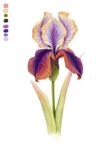 Rainbow Iris I White Modern Wood Framed Art Print with Double Matting by Popp, Grace