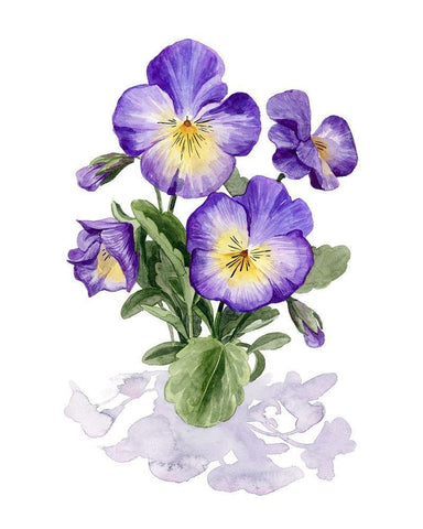Viola Pansies I White Modern Wood Framed Art Print with Double Matting by Popp, Grace