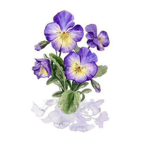 Viola Pansies I White Modern Wood Framed Art Print by Popp, Grace