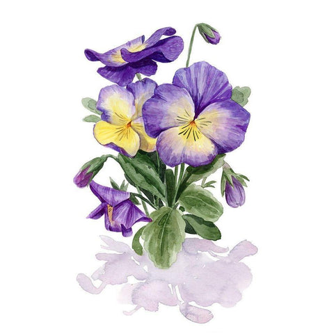 Viola Pansies II Black Modern Wood Framed Art Print with Double Matting by Popp, Grace