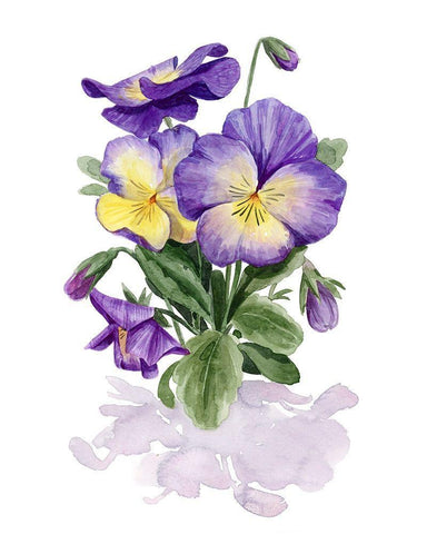 Viola Pansies II White Modern Wood Framed Art Print with Double Matting by Popp, Grace