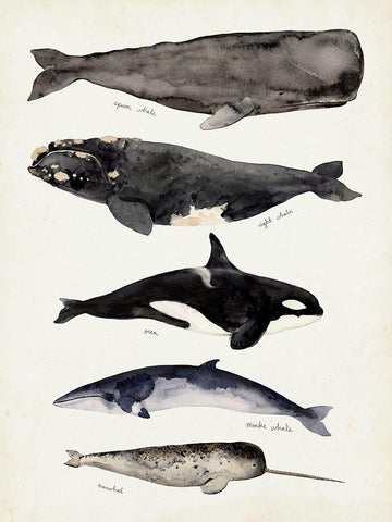 Whale Chart I White Modern Wood Framed Art Print with Double Matting by Barnes, Victoria