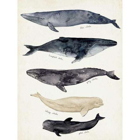 Whale Chart II White Modern Wood Framed Art Print by Barnes, Victoria