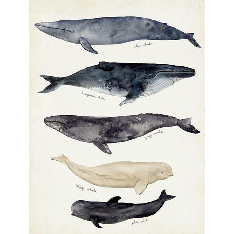 Whale Chart II Gold Ornate Wood Framed Art Print with Double Matting by Barnes, Victoria