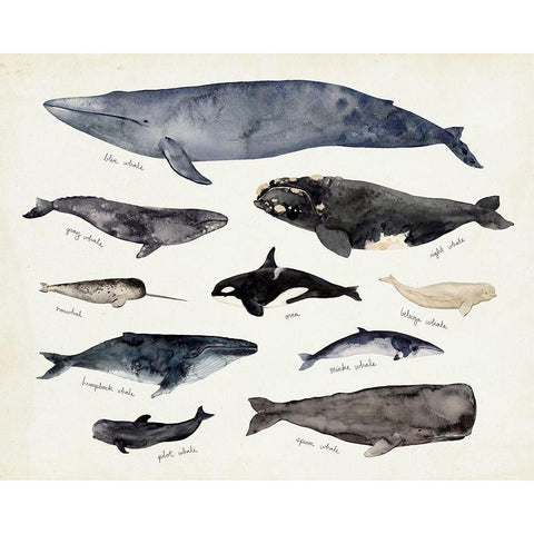 Whale Chart III Black Modern Wood Framed Art Print with Double Matting by Barnes, Victoria