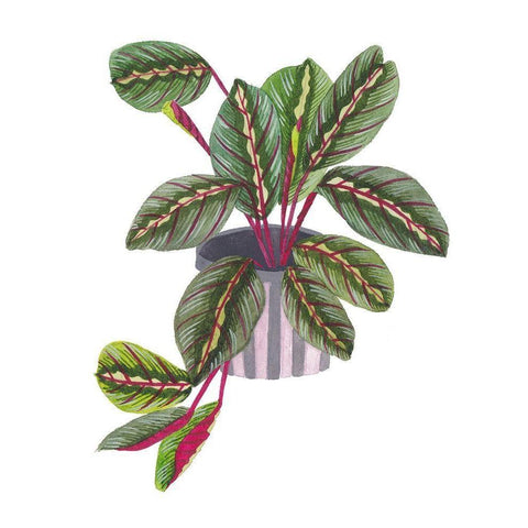 Prayer Plant II White Modern Wood Framed Art Print by Wang, Melissa