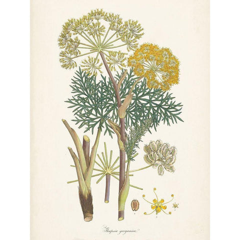 Saffron Botanicals I Gold Ornate Wood Framed Art Print with Double Matting by Unknown