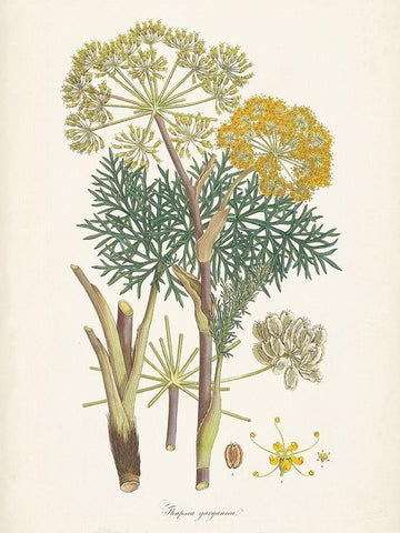 Saffron Botanicals I Black Ornate Wood Framed Art Print with Double Matting by Unknown