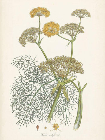 Saffron Botanicals II White Modern Wood Framed Art Print with Double Matting by Unknown