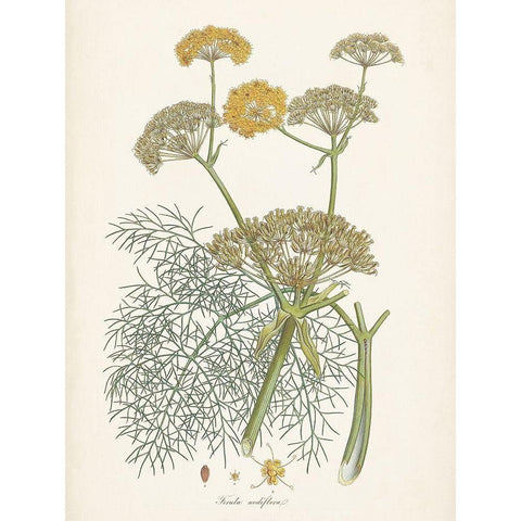 Saffron Botanicals II White Modern Wood Framed Art Print by Unknown