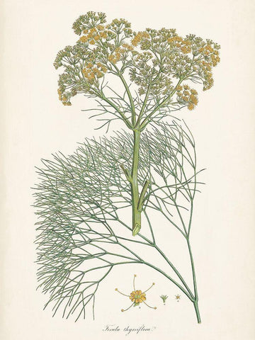 Saffron Botanicals III White Modern Wood Framed Art Print with Double Matting by Unknown