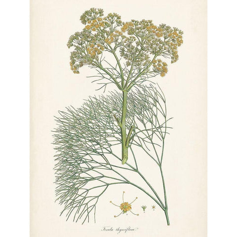 Saffron Botanicals III White Modern Wood Framed Art Print by Unknown