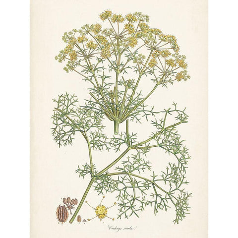 Saffron Botanicals IV Gold Ornate Wood Framed Art Print with Double Matting by Unknown