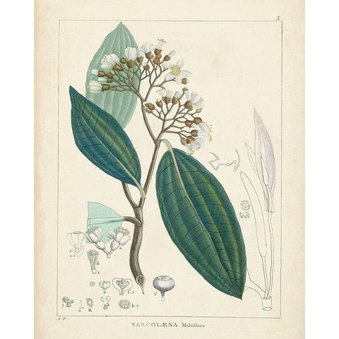 Vintage Verdure I White Modern Wood Framed Art Print by Unknown