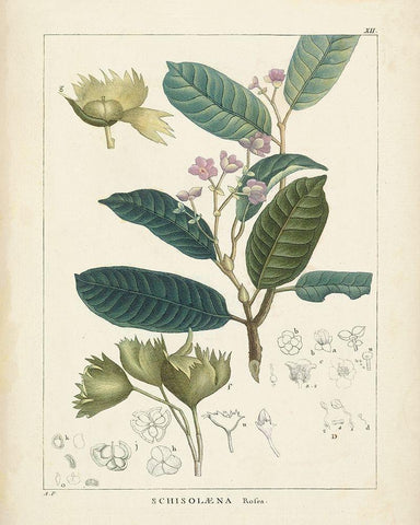 Vintage Verdure II White Modern Wood Framed Art Print with Double Matting by Unknown